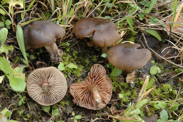 Sotto pioggia e cisto.